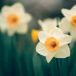 Daffodil Pink Select Bulbs