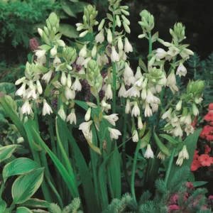 Galtonia Candicans Bulbs Galtonia Candicans Bulbs