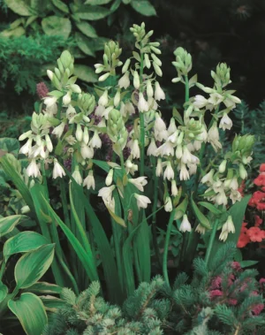 Galtonia Candicans Bulbs