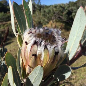 Protea 'Laurifolia' 15cm Pot