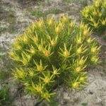 Leucadendron African Gold 15cm pot