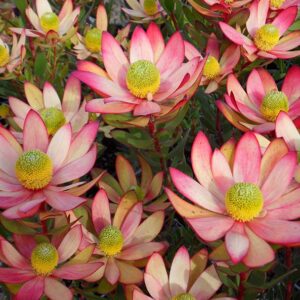 Leucadendron Plants (Cone Bushes) for sale at clicknplant nursery
