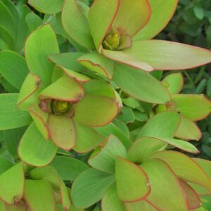 Leucadendron African Star 15cm pot