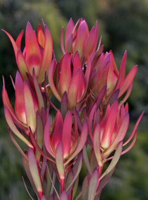Leucadendron Amy 15cm pot