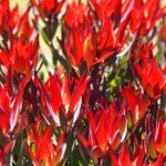 Leucadendron Red Devil 15cm pot