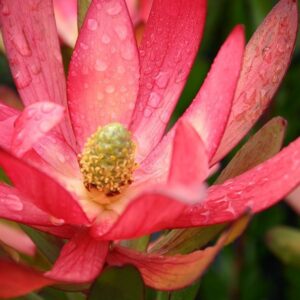 Leucadendron Safari Sunset 22cm Pot