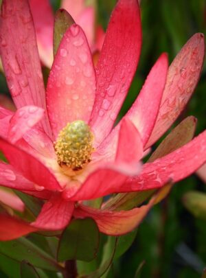 Leucadendron Safari Sunset 22cm Pot