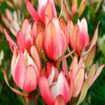 Leucadendron Senorita 15cm pot