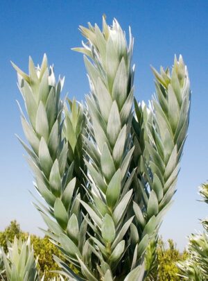 Leucadendron Silver Tree 22cm pot