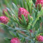 Leucadendron Strawberry Fair 15cm pot