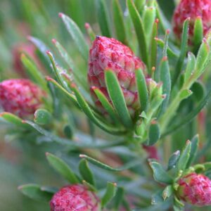 Leucadendron Strawberry Fair 15cm pot