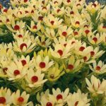 Leucadendron Summer Sun 22cm Pot