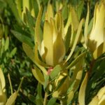 leucadendron_yellow_devil_feature_image.jpg Leucadendron Yellow Devil 15cm pot