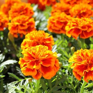 Marigold 4 Pack Tray Various Colours