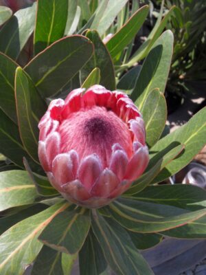 Pink Ice Protea 15cm Pot