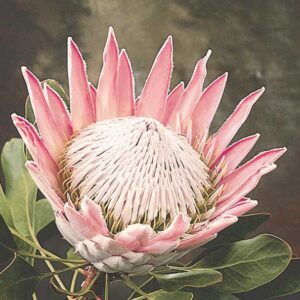King Pink Protea 17cm Pot