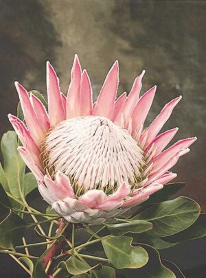 King Pink Protea 17cm Pot King Pink Protea 17cm Pot