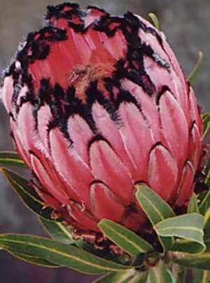 Protea Pink Mink 15cm Pot