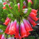 Erica Regia 15cm Pot