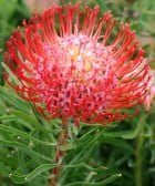 So® Sincere Leucospermum (pincushion) 15cm Pot