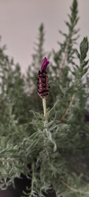 Lavender Stoechas Purple 4 Pack Tray