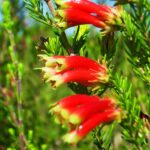 versicolor.jpg Erica Versicolor 15cm Pot
