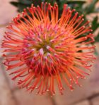 Ayoba Rouge Leucospermum (pincushion) 15cm Pot