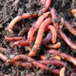Earthworm Red Wigglers (Eisenia fetida)