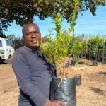 Pomegranate Wonderful Tree 10lt