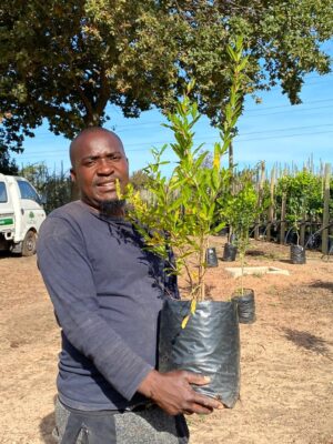 Pomegranate Wonderful Tree 10lt Pomegranate Wonderful Tree 10lt