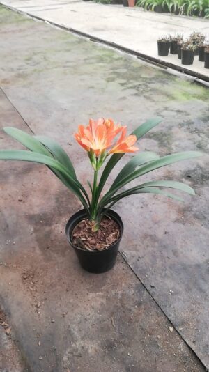 1000040800.jpg Belgium Hybrid Clivia 17cm