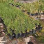 Aristida Junciformis Grass 4lt