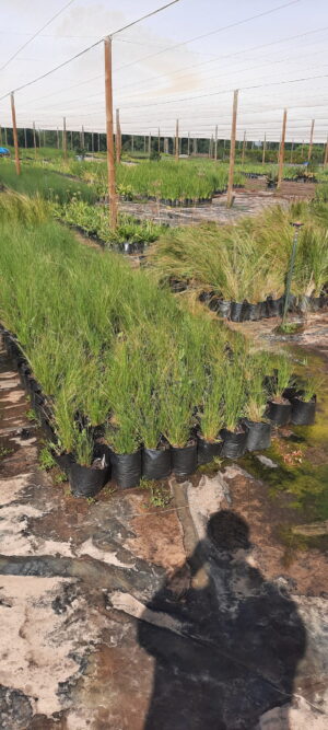 Aristida Junciformis Grass 4lt