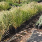 Aristida Junciformis Grass 4lt