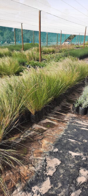 Aristida Junciformis Grass 4lt