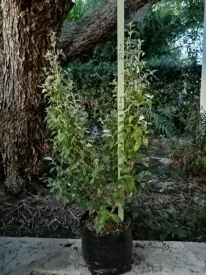 Buddleja Auriculata (weeping Sage) 10lt