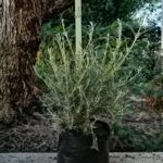 Buddleja Saligna 10lt Common Name: False Olive