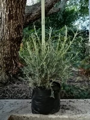 Buddleja Saligna 10lt Common Name: False Olive Buddleja Saligna 10lt Common Name: False Olive