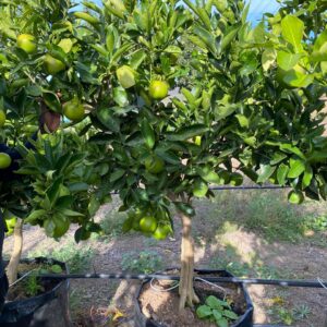 Washington Navel Orange Tree 125lt