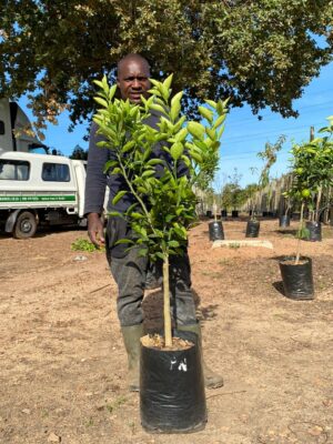 Palmer Navel Orange Tree 20lt