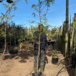 Almond Tree (Prunus Dulcis) 20lt