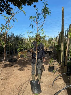 Almond Tree (Prunus Dulcis) 20lt