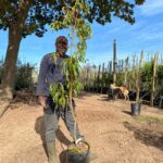 Nectarine Tree 20lt