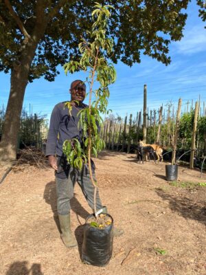 Nectarine Tree 20lt