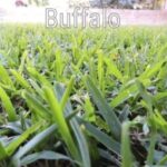 Buffalo Grass
