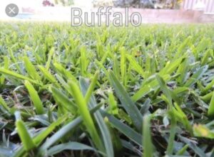 Buffalo Grass