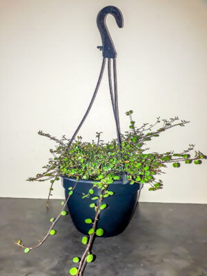 Muehlenbeckia complexa (Maidenhair Vine) 20cm Hanging Basket