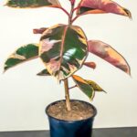 Ficus Belize 24cm