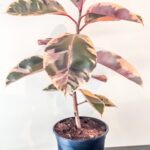 Ficus Belize 24cm