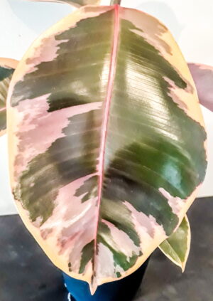 Ficus Belize 24cm